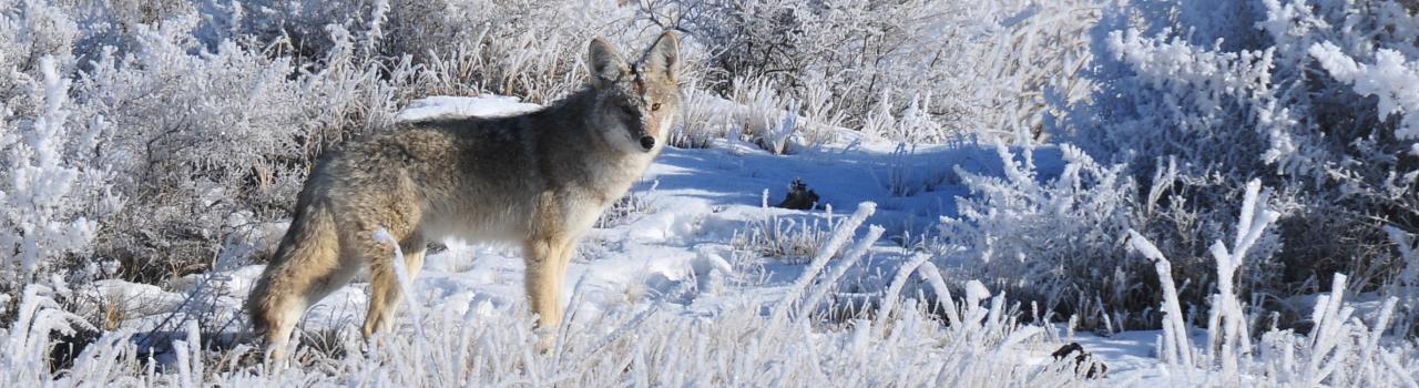 一匹狼在怀俄明州甘霖县的雪地里傲然而立