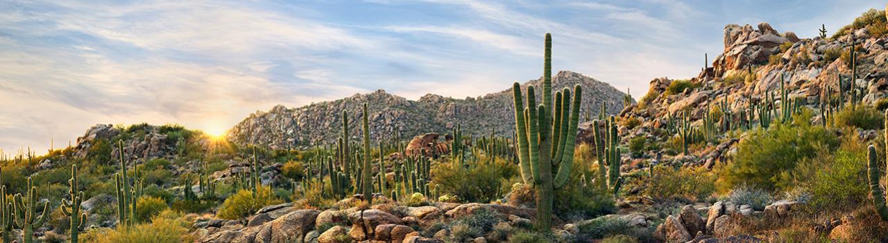 亚利桑那州斯科茨代尔麦克道尔索诺兰保护区的美丽风景 亚利桑那州斯科茨代尔麦克道尔索诺兰保护区的美丽风景
