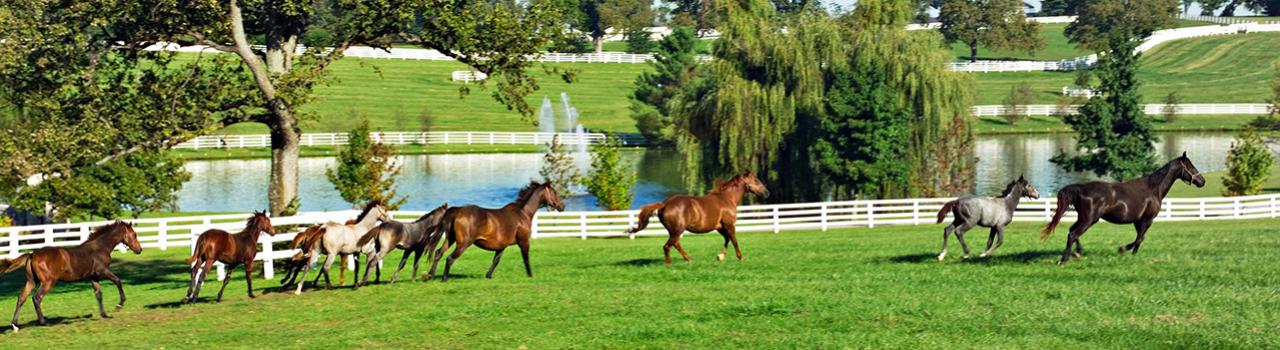 Horses roam a Kentucky field
