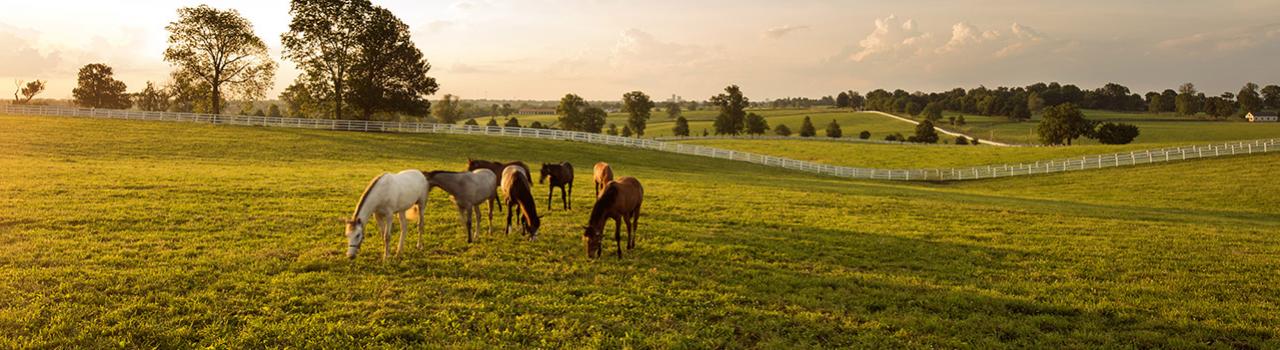 俯瞰肯塔基州列克星敦外的一间马场