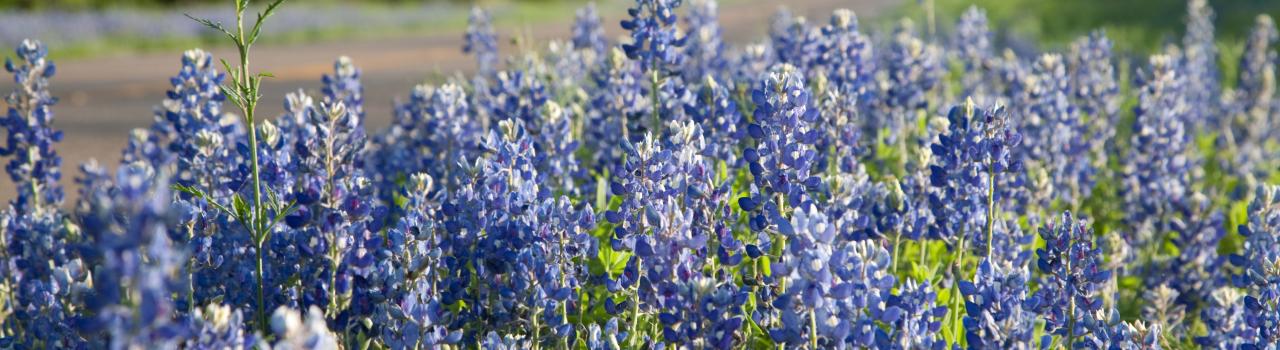 州花蓝帽花在德克萨斯州希尔县铺就一片彩色地毯