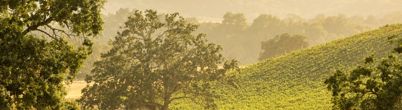 加州帕索罗布尔斯葡萄酒之乡的景色