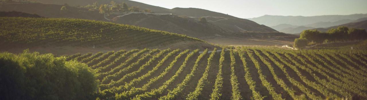 加利福尼亚州蒂梅丘拉 Leoness Cellars 酒窖的葡萄园晨景