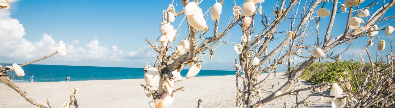 弗罗里达州恩格尔伍德的 Stump Pass Beach 州立公园中装饰着贝壳的海滨树木