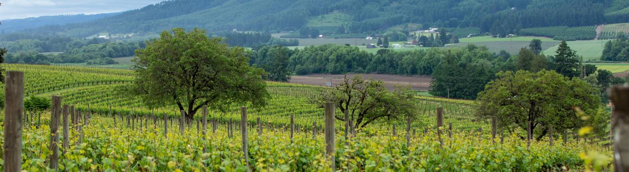 福里斯特格罗夫镇的图拉丁葡萄园和酒庄