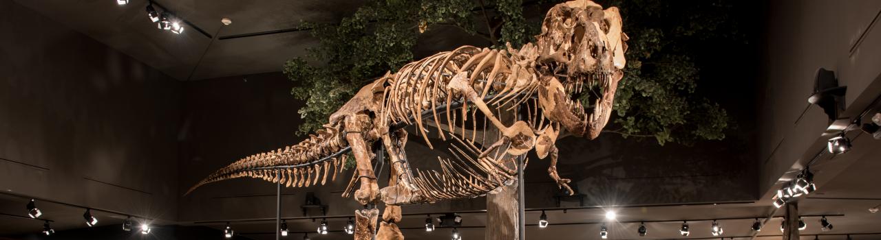 蒙大拿州博兹曼落基山脉博物馆内的恐龙化石 蒙大拿州博兹曼落基山脉博物馆内的恐龙化石