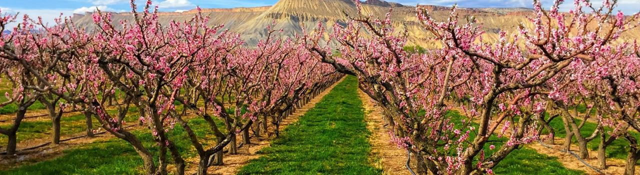 科罗拉多州大章克申的薰衣草农场