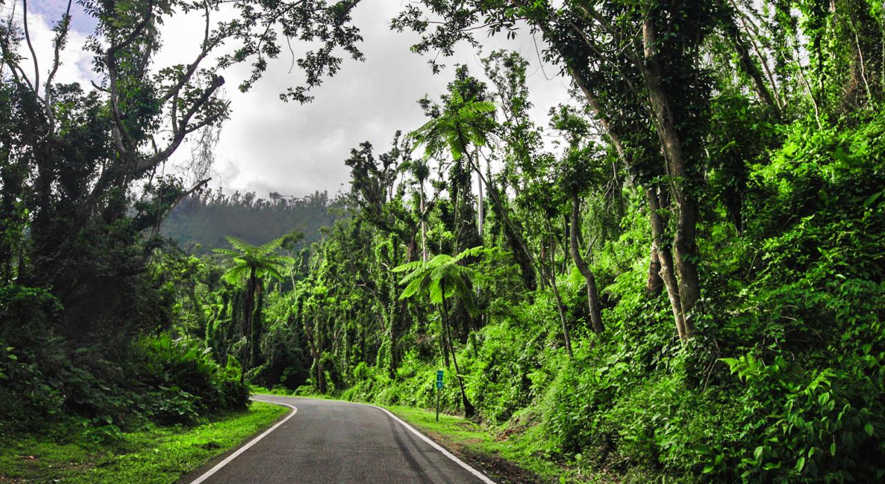 绿意盎然的波多黎各云盖国家森林环抱中的一条道路
