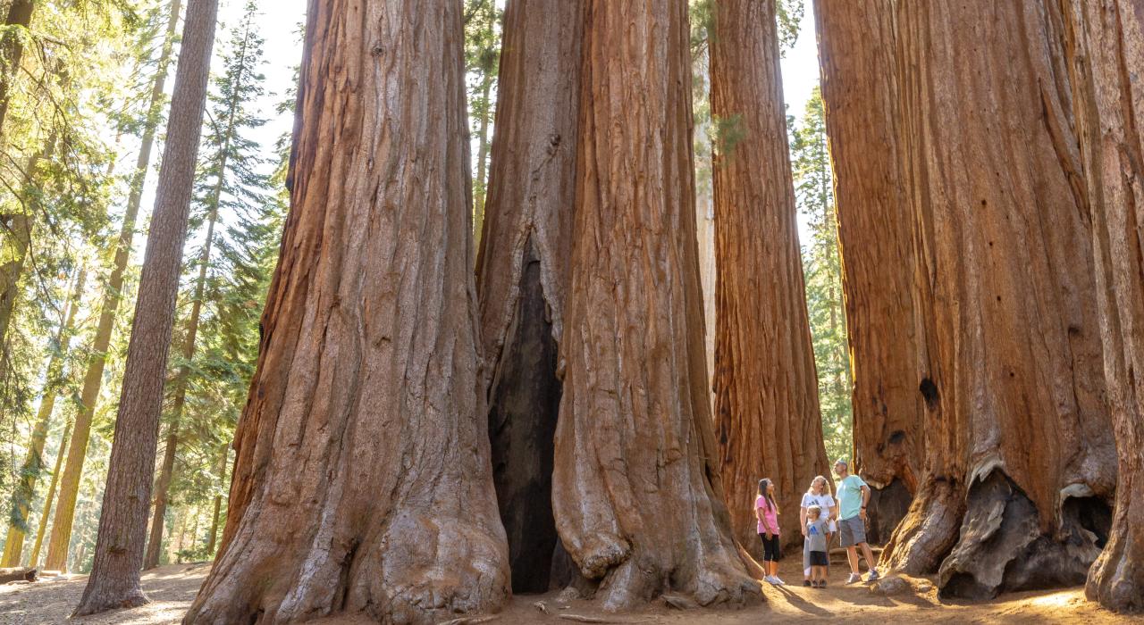 一家人对美洲杉国家公园 (Sequoia National Park) 的巨型林木感到震撼不已