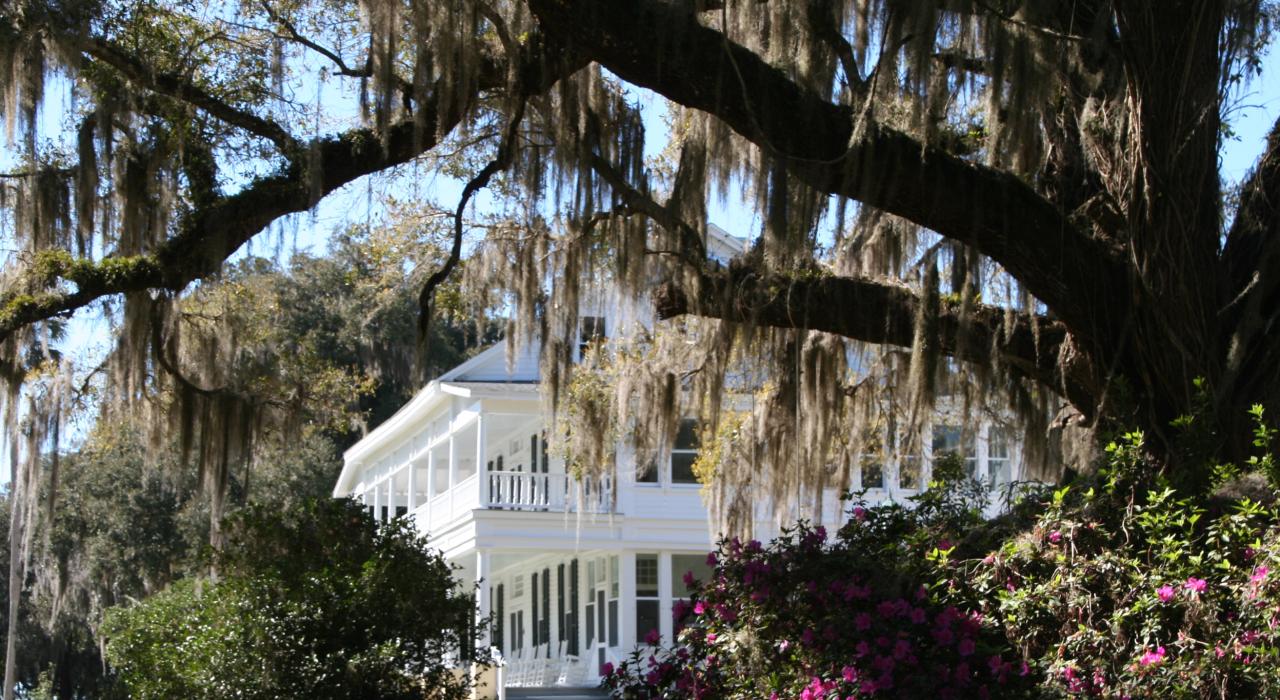 围绕着 Chinsegut Hill Manor House 历史博物馆的杜鹃花