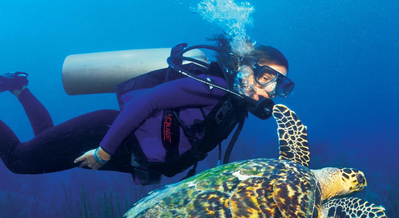 水肺潜水员与一只玳瑁海龟共游