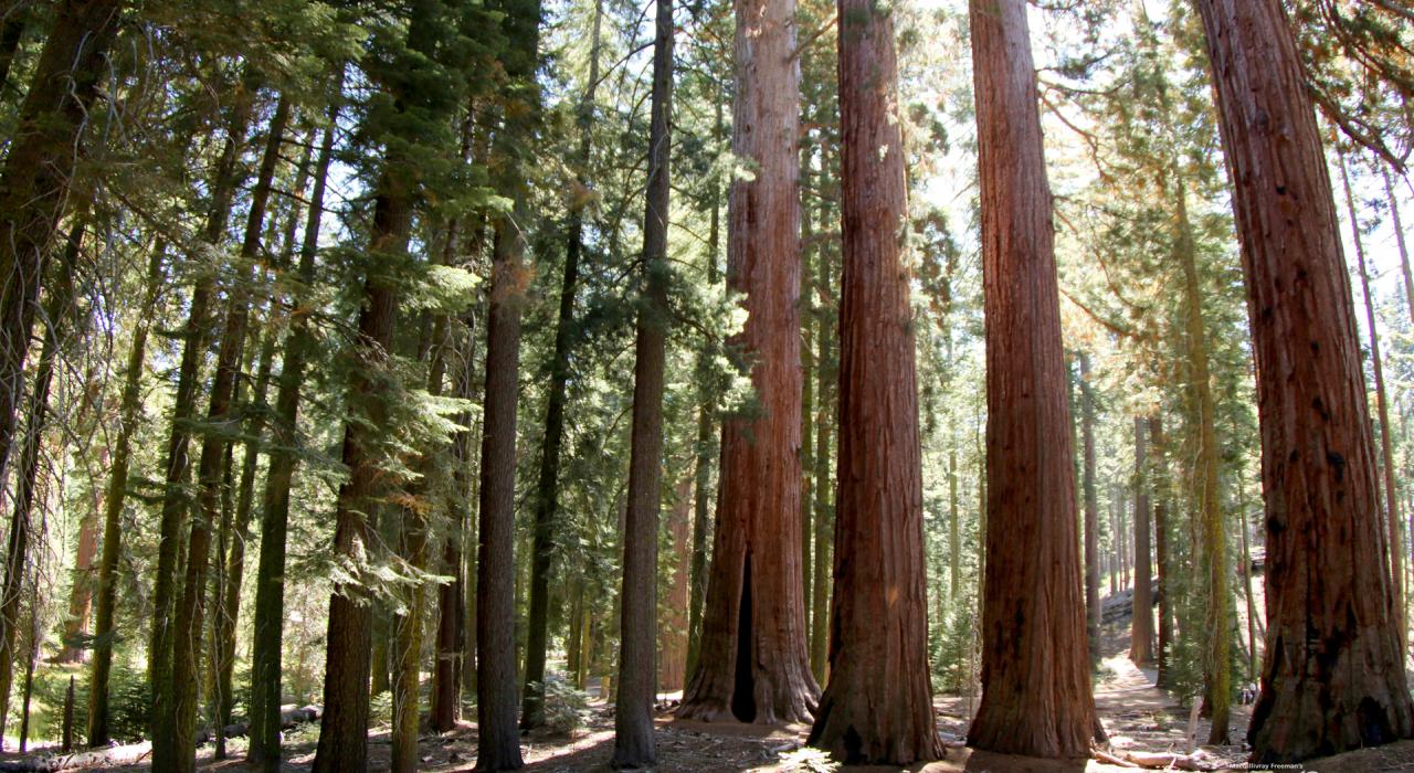 加利福尼亚州的红木