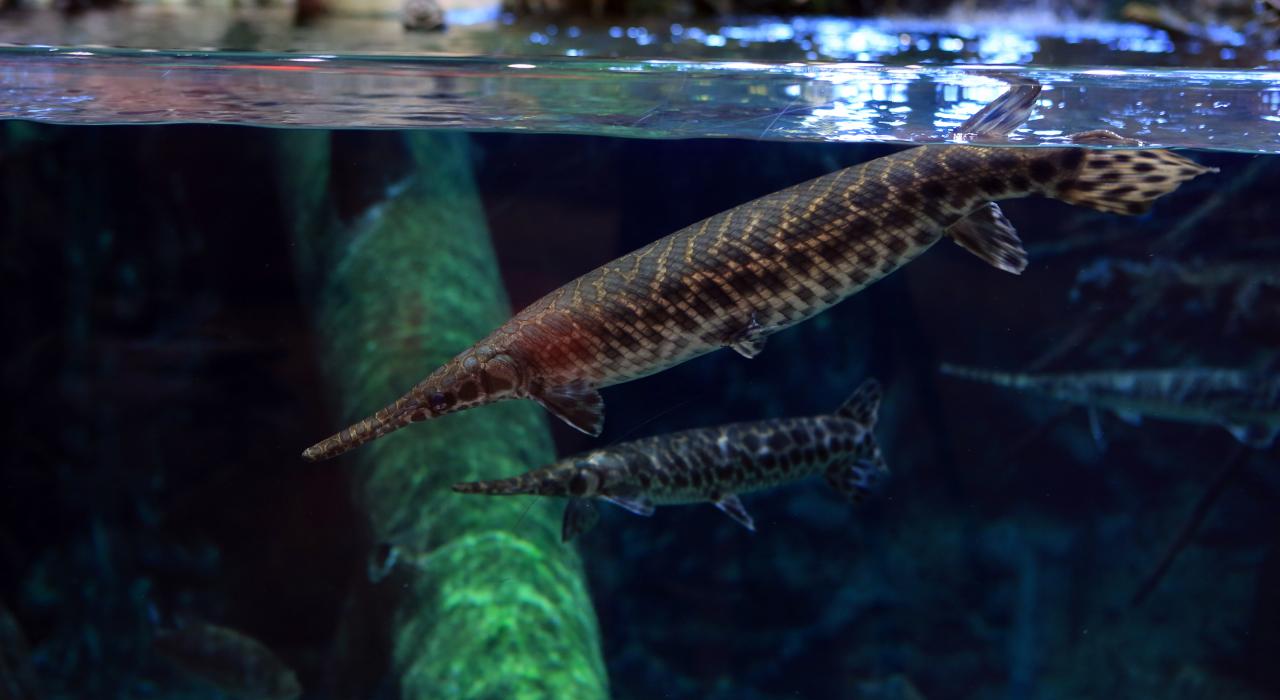 在密苏里州 Bass Pro Shop 户外用品店及水族馆钓鱼