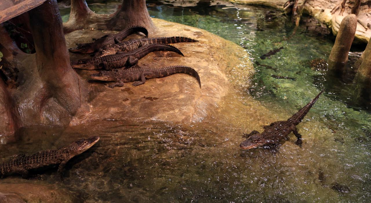 密苏里州斯普林菲尔德 Bass Pro Shop 户外用品店内的鳄鱼池