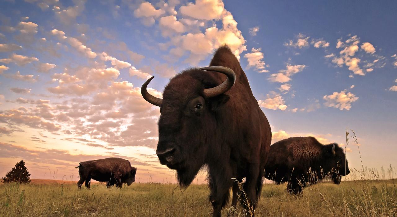 卡斯特州立公园的水牛