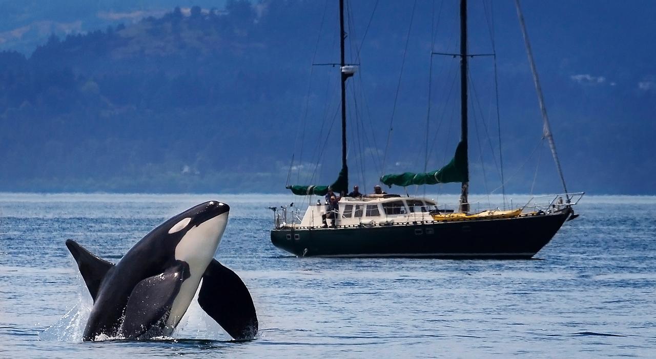 在华盛顿州圣胡安群岛外的水域虎鲸破水而出 在华盛顿州圣胡安群岛外的水域虎鲸破水而出