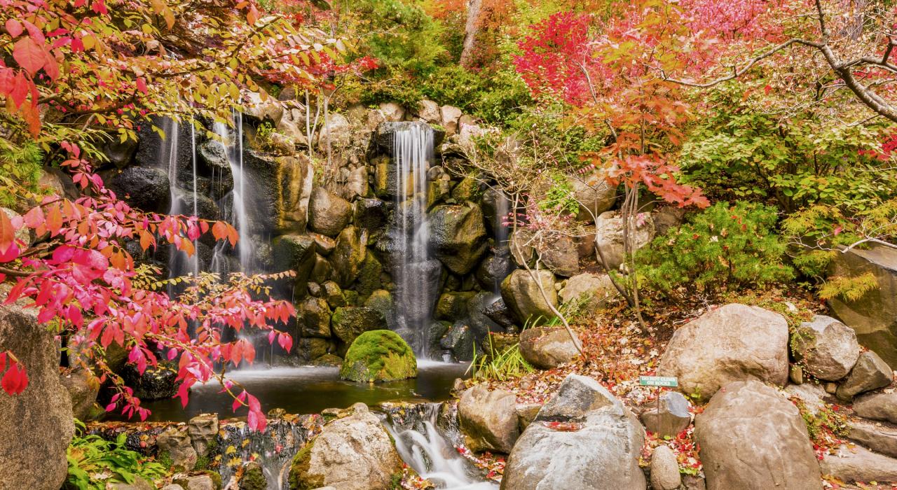 安德森日本花园的瀑布和鲜活亮丽的秋叶美景 安德森日本花园的瀑布和鲜活亮丽的秋叶美景