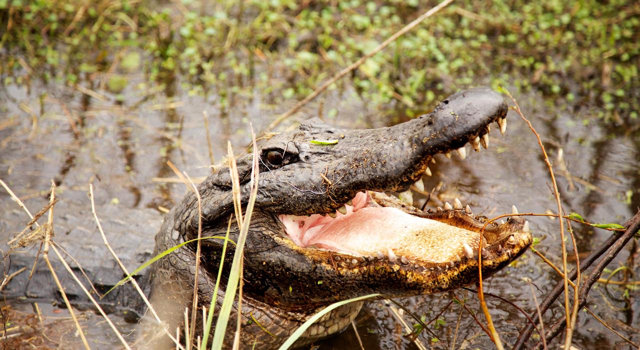 Alligator sightseeing tours are available in Plantation Country in Louisiana Alligator sightseeing tours are available in Plantation Country in Louisiana