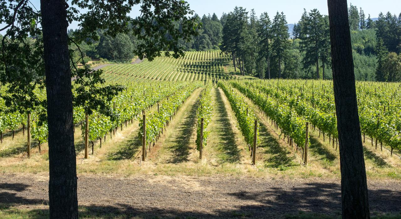 俄勒冈州威拉米特河谷内的葡萄园 俄勒冈州威拉米特河谷内的葡萄园