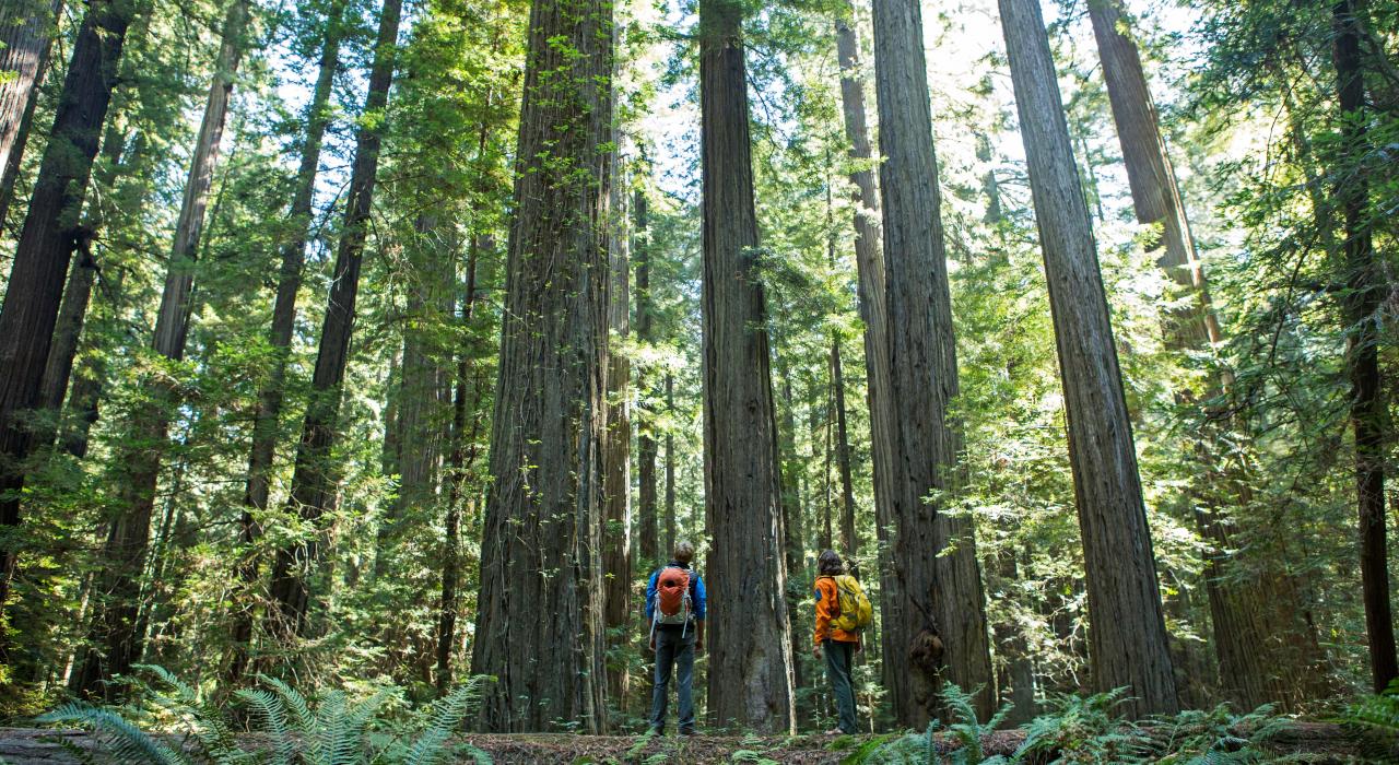 站在地球上最高树木的根部抬头凝视