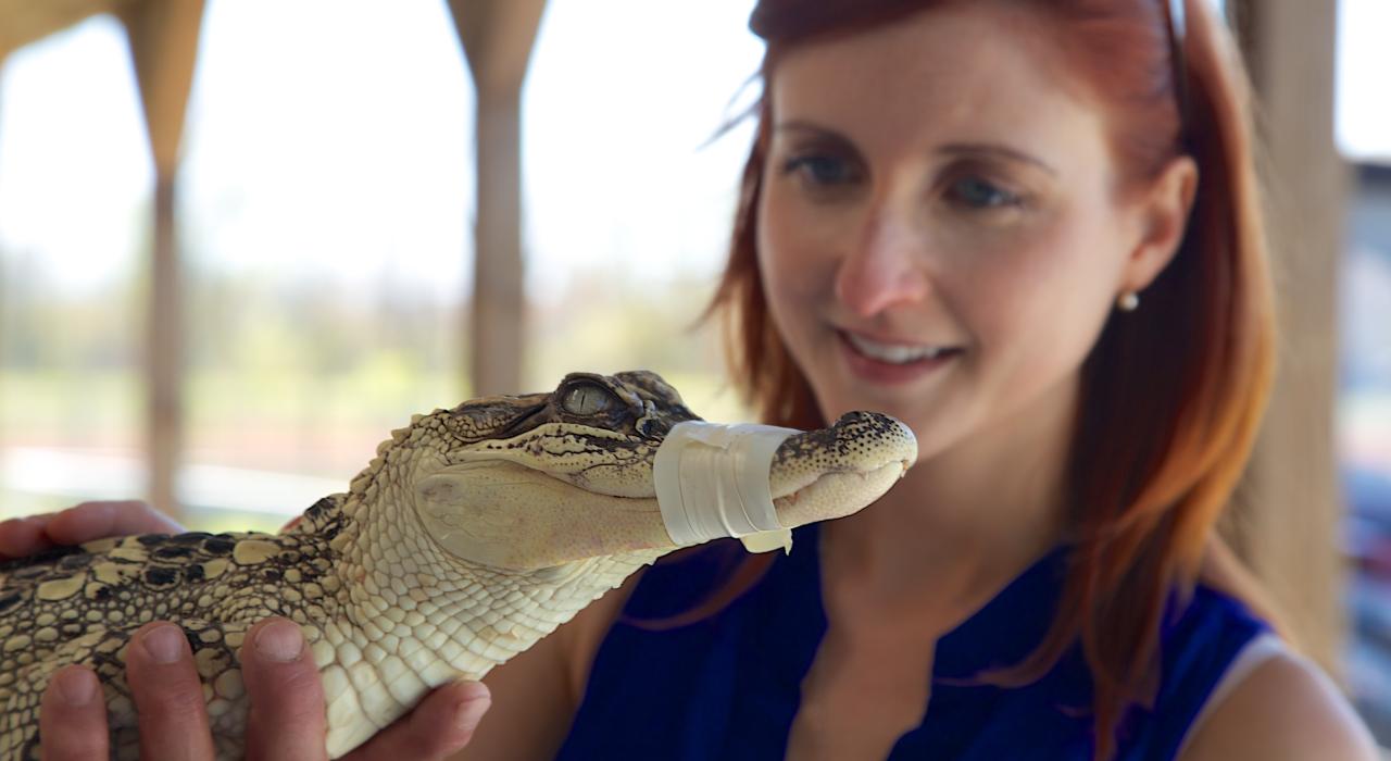 参观路易斯安那州霍马的鳄鱼养殖场