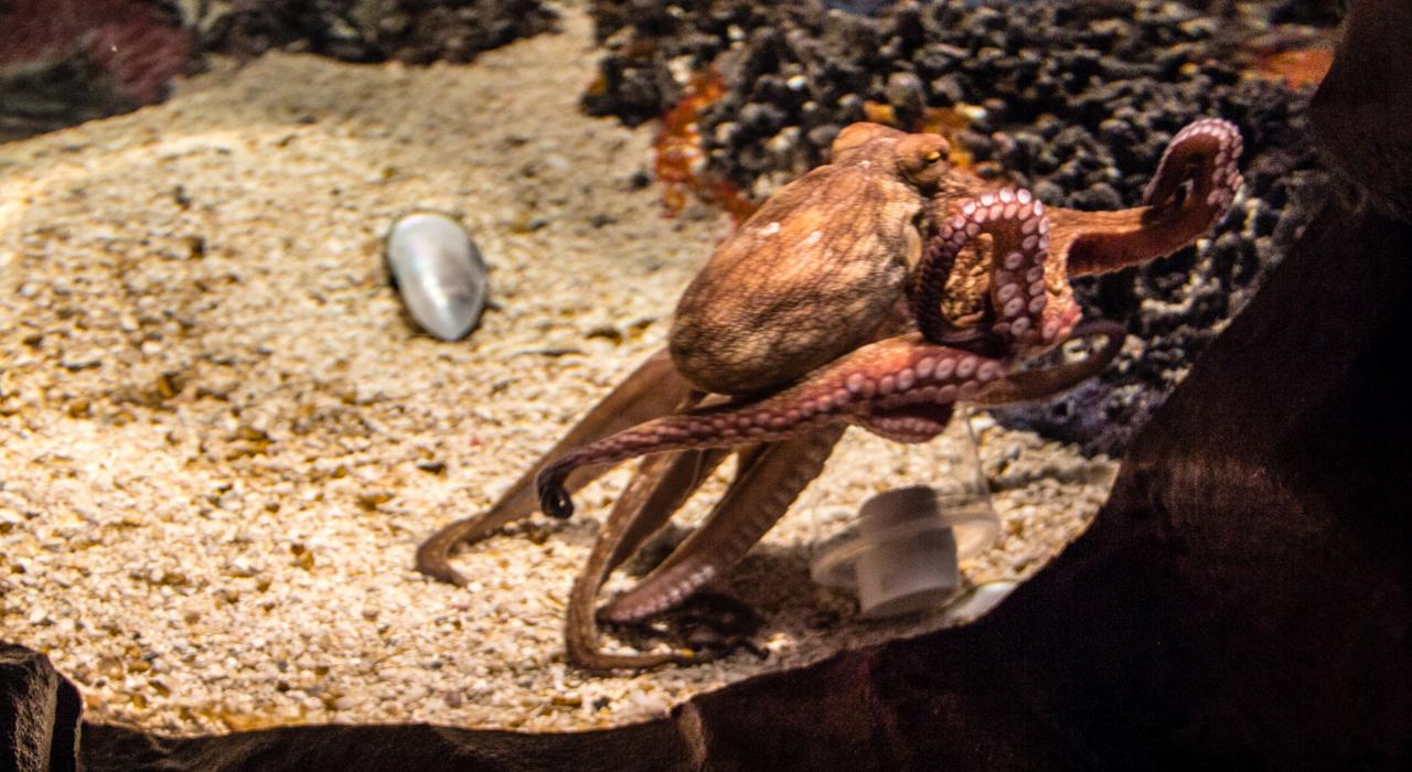明尼苏达州布鲁明顿 Mall of America 中的海洋生物水族馆 明尼苏达州布鲁明顿 Mall of America 中的海洋生物水族馆