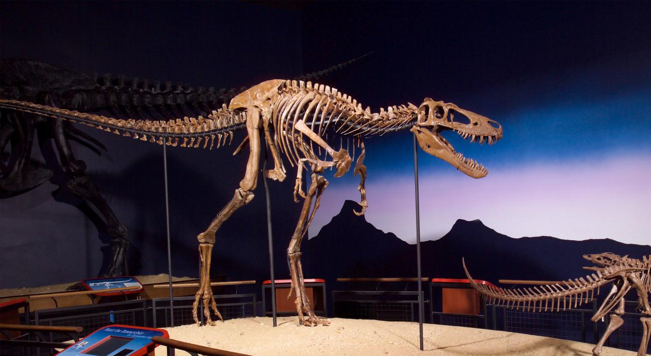 伯比博物馆陈列的年轻雷克斯暴龙“珍” 伯比博物馆陈列的年轻雷克斯暴龙“珍”