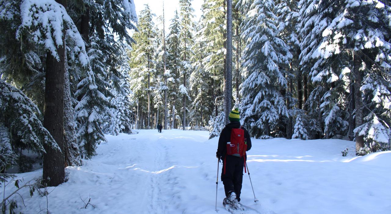 穿雪鞋穿越层峦叠嶂的森林 穿雪鞋穿越层峦叠嶂的森林