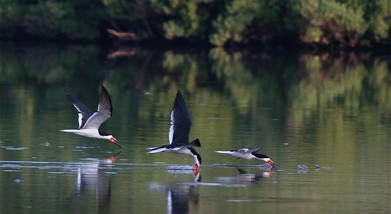 黑剪嘴鸥在林肯公园展翅高飞 黑剪嘴鸥在林肯公园展翅高飞