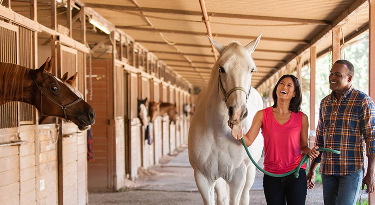 准备在格里菲斯公园骑马 准备在格里菲斯公园骑马