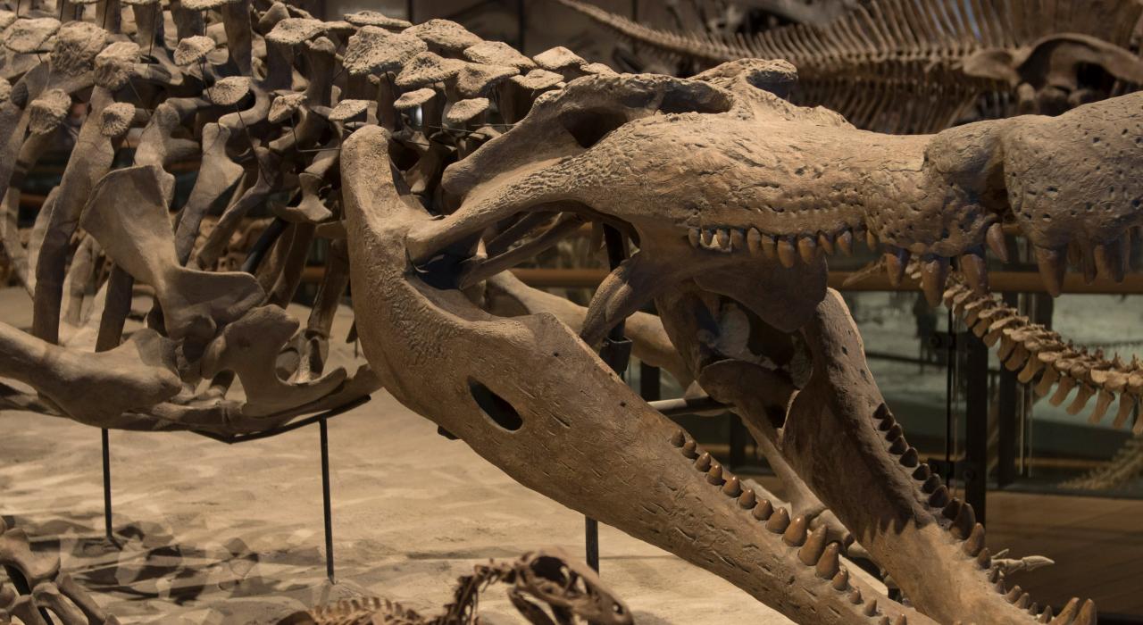 自然历史博物馆中陈列的恐龙骨架