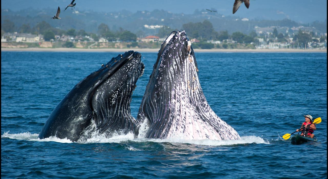 Kayak outing brings a close-up encounter with humpback whales Kayak outing brings a close-up encounter with humpback whales