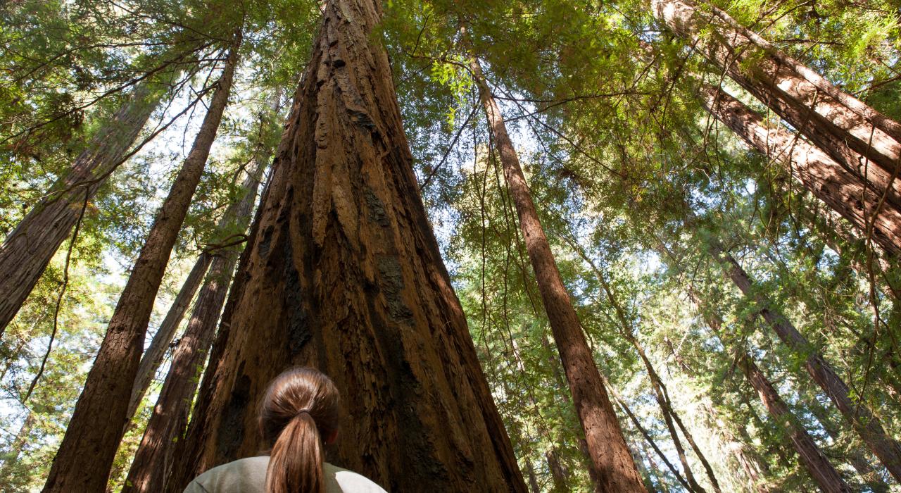 眺望高耸入云的红杉树，其中不乏世界上最高大和最古老的红杉树