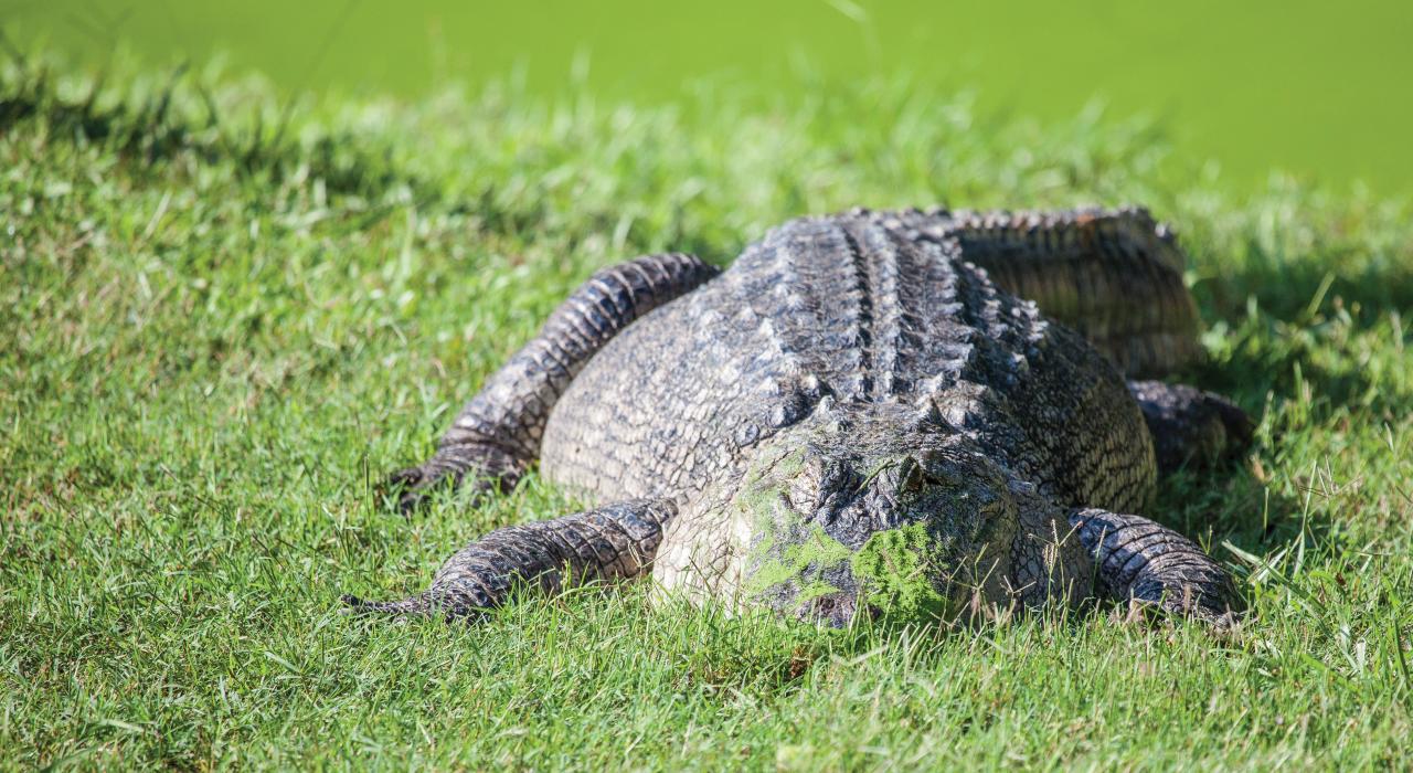 一只短吻鳄趴在草地上慵懒地晒太阳
