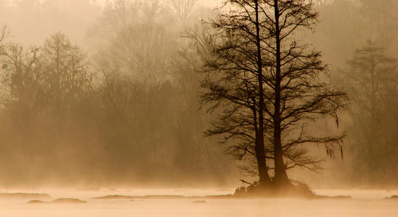 Morning fog on the Savannah River  Morning fog on the Savannah River