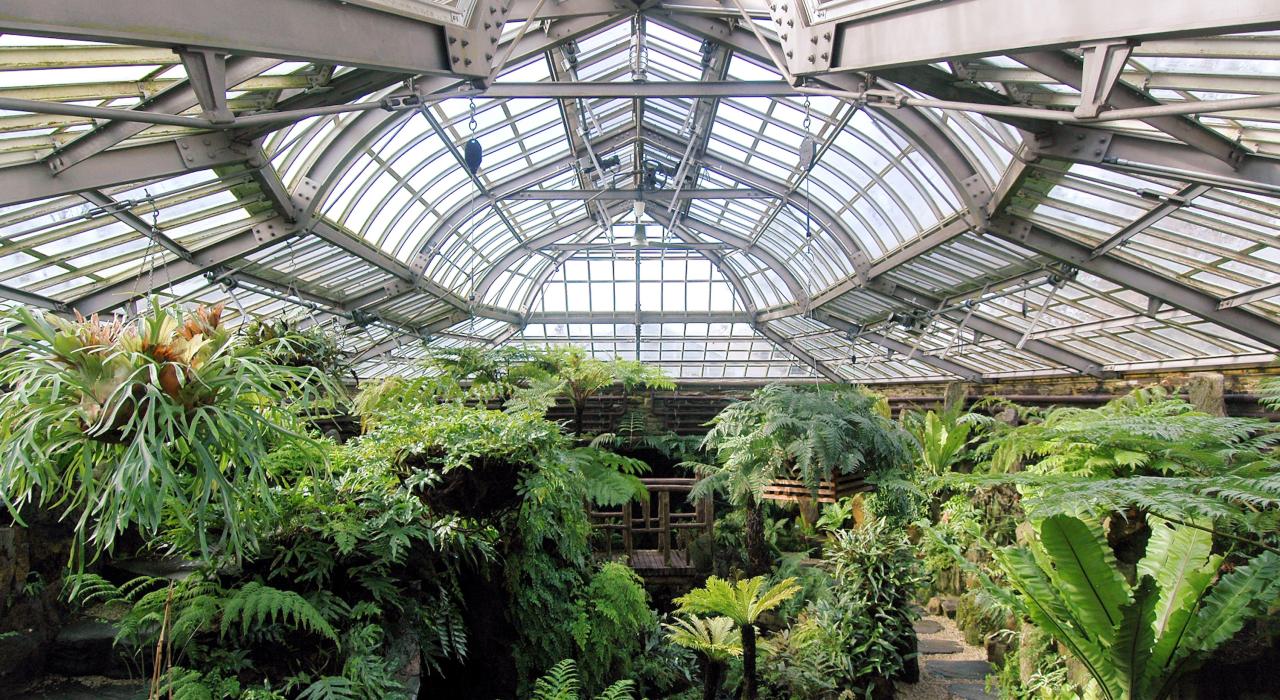 莫里斯植物园的蕨类种植园 莫里斯植物园的蕨类种植园