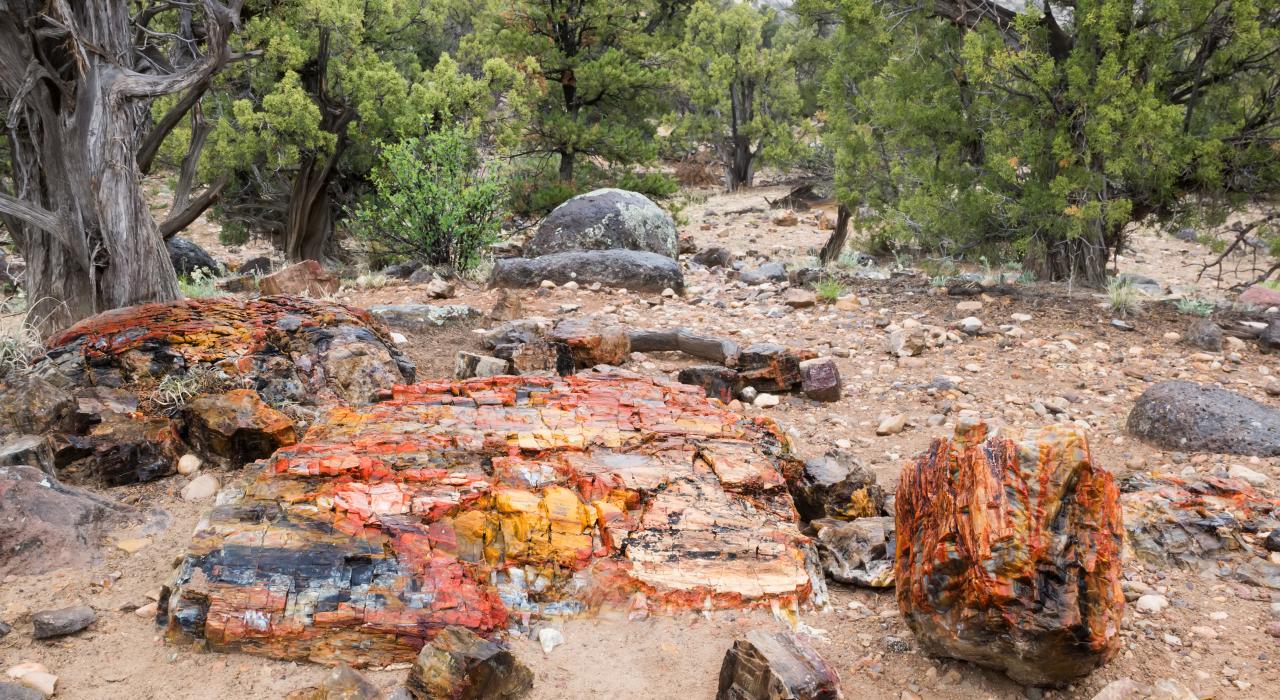 石化林国家公园中的化石