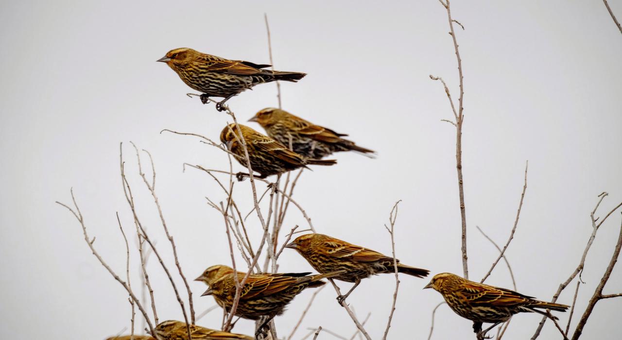观鸟是“内布拉斯加鸟类迁徙路线”沿途最受人们欢迎的消遣方式 观鸟是“内布拉斯加鸟类迁徙路线”沿途最受人们欢迎的消遣方式