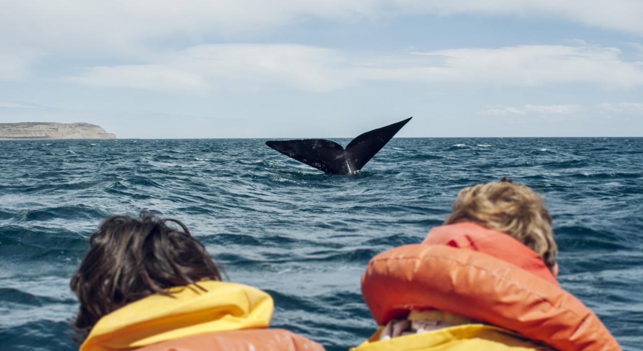 在距离朱诺海岸不远处观鲸