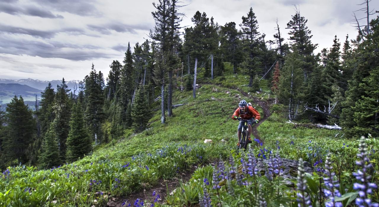 在野花盛开的山道上骑行 在野花盛开的山道上骑行