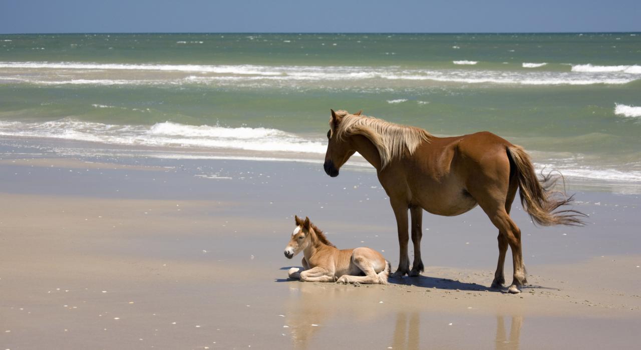 一匹外滩野马和她的小马驹在海边休息 一匹外滩野马和她的小马驹在海边休息