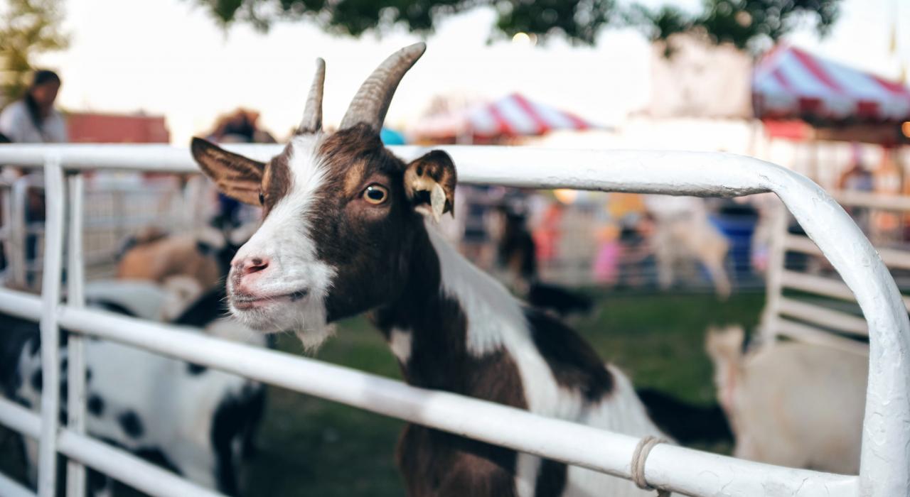 内布拉斯加州州办集市上把头伸出围栏外凝视远方的山羊 内布拉斯加州州办集市上把头伸出围栏外凝视远方的山羊