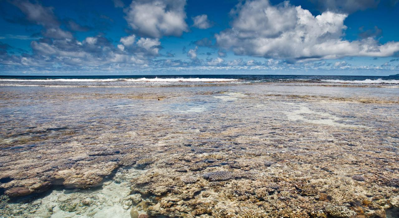 滨海珊瑚礁内多种多样的海洋生物
