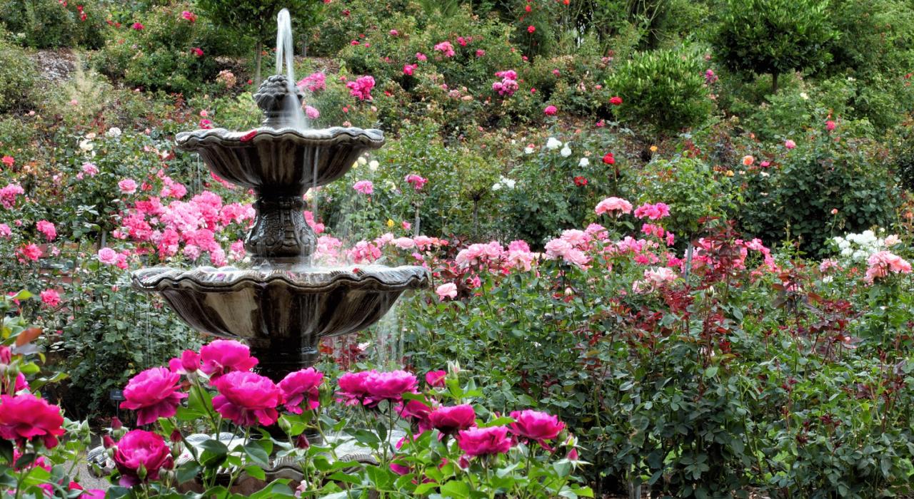 The International Rose Test Garden in Portland, Oregon.  