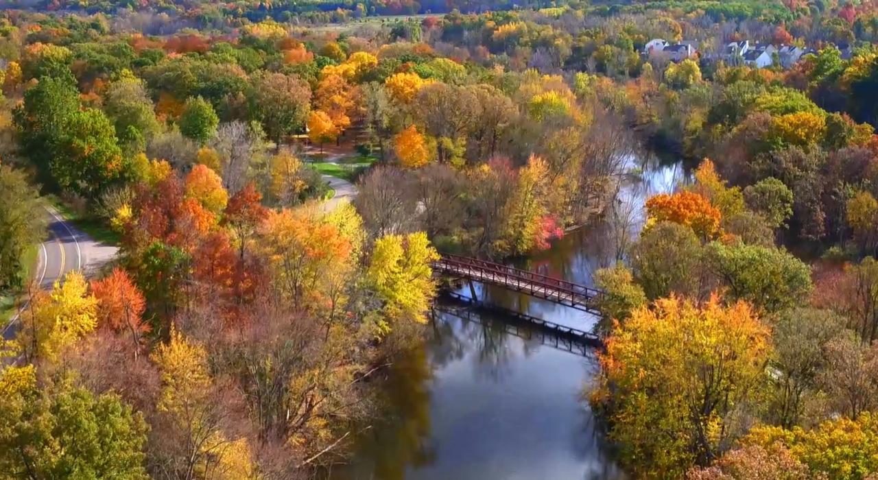 Golden-tipped trees clustered along the Huron River Golden-tipped trees clustered along the Huron River
