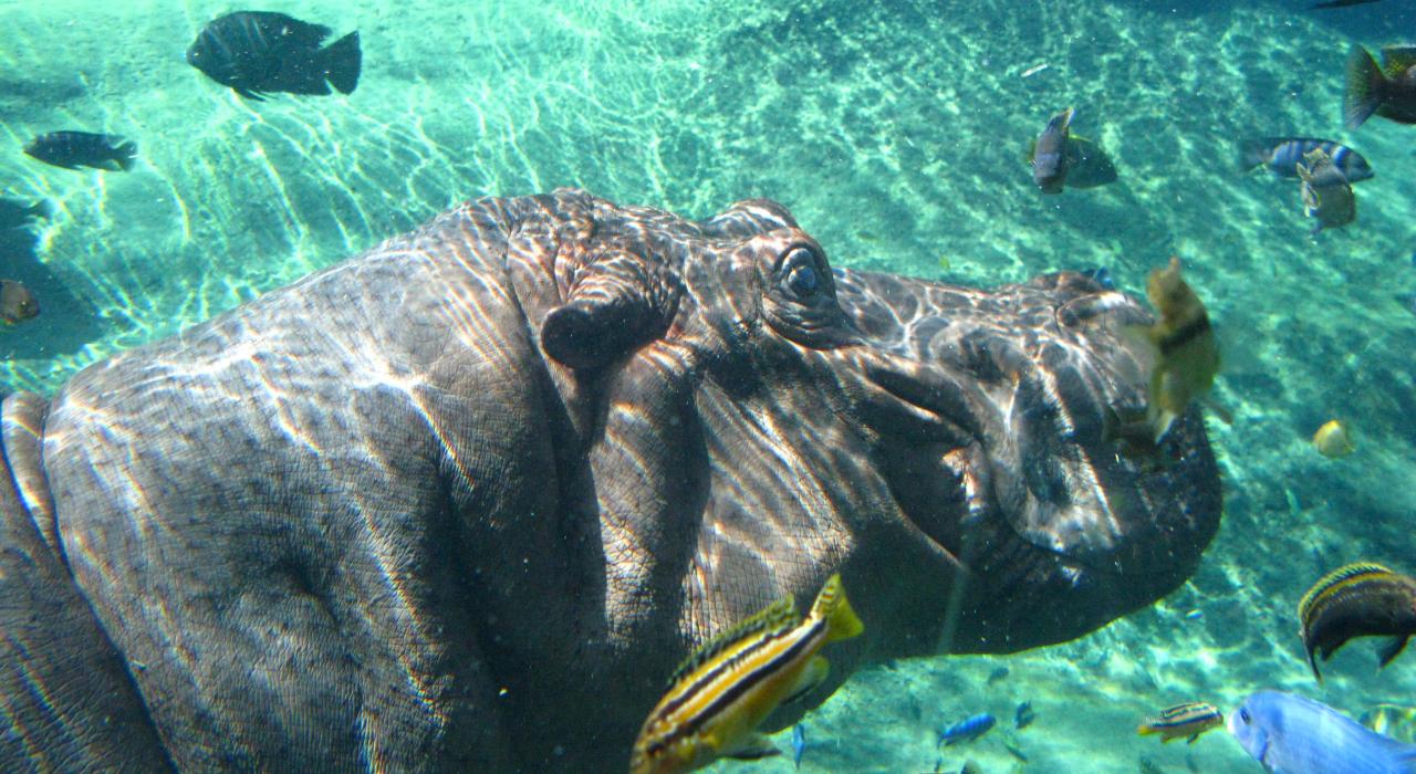 德克萨斯州圣安东尼奥动物园水中的河马