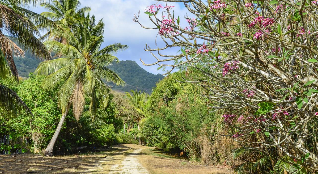 一直通向高山的乡村小路 一直通向高山的乡村小路