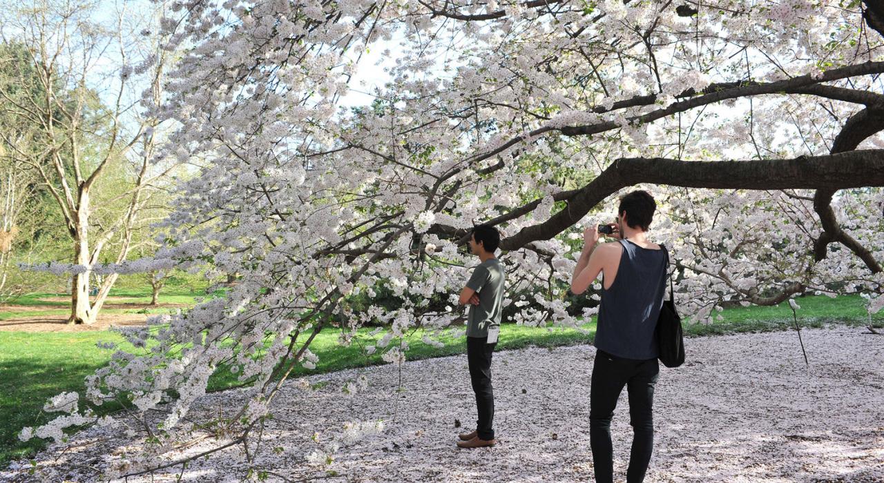 纽约植物园开满花的樱桃树