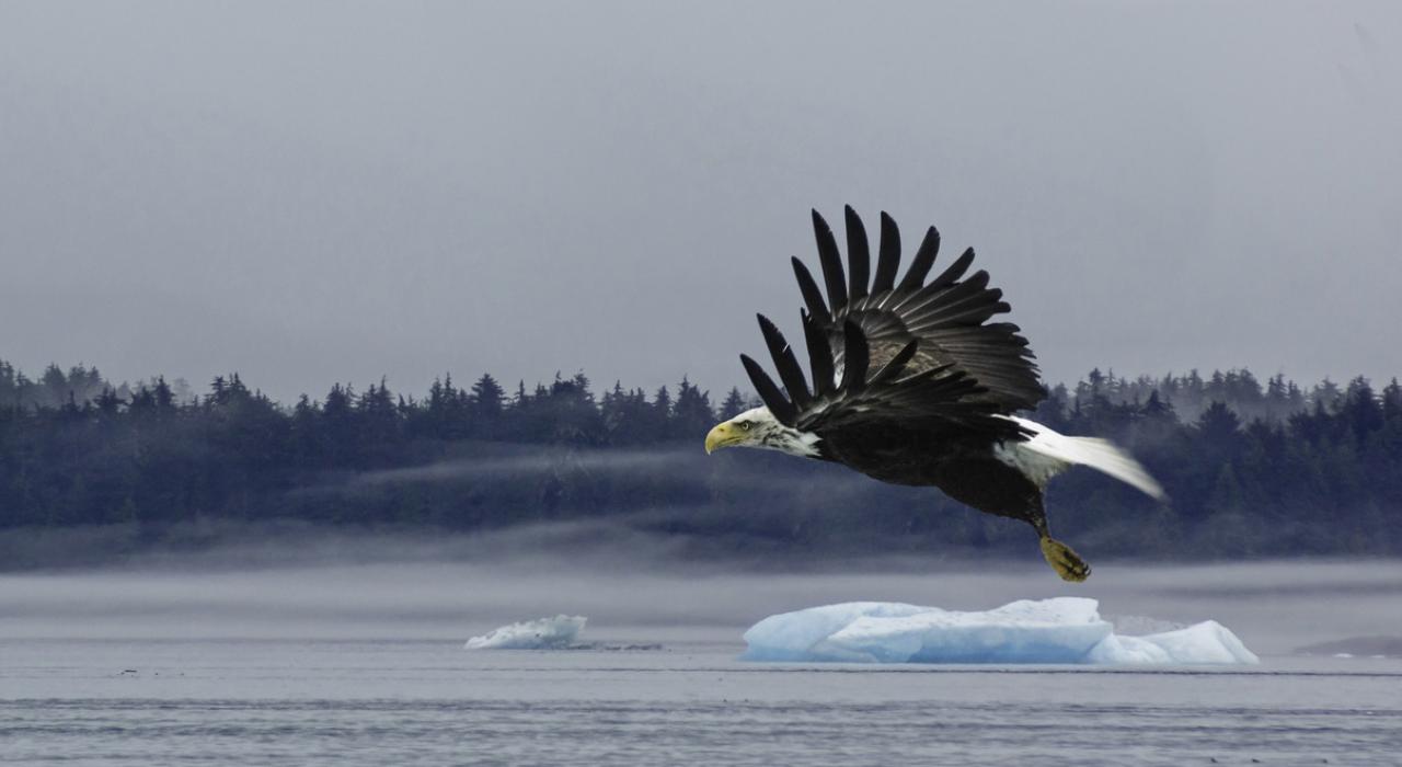 白头鹰张开双翅划过水面
