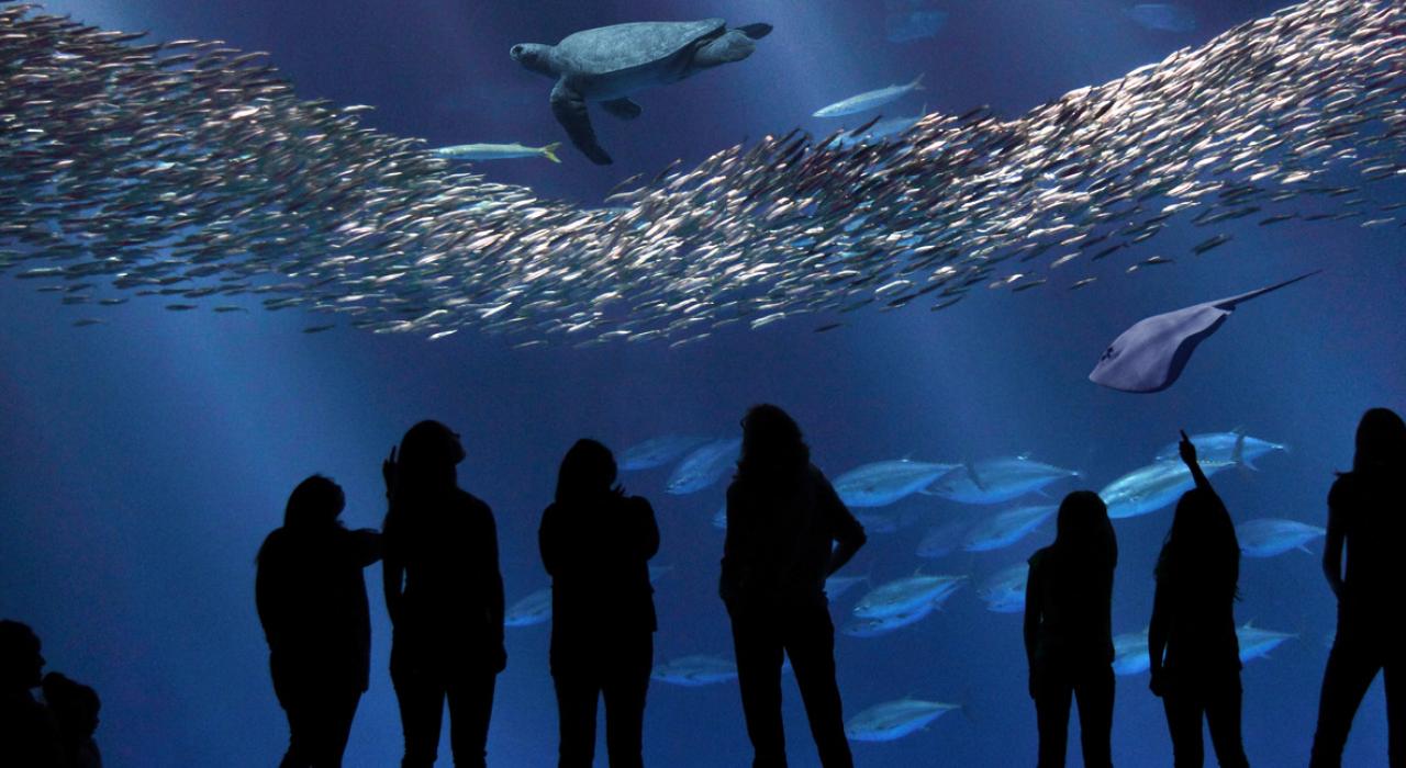 在蒙特雷湾水族馆观赏精彩的水下生物 在蒙特雷湾水族馆观赏精彩的水下生物